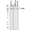 Intercellular Adhesion Molecule 5 antibody, AF1173, R&D Systems, Western Blot image 