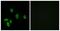 Thyrotropin Releasing Hormone Receptor antibody, LS-C121024, Lifespan Biosciences, Immunofluorescence image 