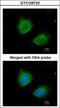 Keratin 7 antibody, GTX109723, GeneTex, Immunofluorescence image 
