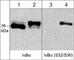 NFKB Inhibitor Alpha antibody, IM3741, ECM Biosciences, Western Blot image 