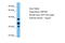 Acidic Nuclear Phosphoprotein 32 Family Member E antibody, ARP46349_P050, Aviva Systems Biology, Western Blot image 