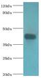 N-Acylsphingosine Amidohydrolase 1 antibody, LS-C377470, Lifespan Biosciences, Western Blot image 