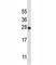 Interleukin 22 antibody, F43455-0.4ML, NSJ Bioreagents, Western Blot image 