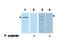 Programmed Cell Death 4 antibody, NB110-60014, Novus Biologicals, Western Blot image 