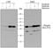 Cyclin Dependent Kinase 1 antibody, AF888, R&D Systems, Western Blot image 