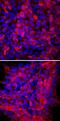 Keratan sulfate antigen TRA1-60 antibody, MAB4770, R&D Systems, Immunofluorescence image 