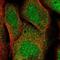 SOGA Family Member 3 antibody, NBP1-90575, Novus Biologicals, Immunofluorescence image 