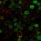 BCL10 Immune Signaling Adaptor antibody, GTX02597, GeneTex, Immunofluorescence image 