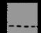 Parkinsonism Associated Deglycase antibody, 12484-T52, Sino Biological, Western Blot image 