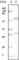 Estrogen Receptor 1 antibody, abx011649, Abbexa, Western Blot image 