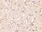 Glutamate Ionotropic Receptor Kainate Type Subunit 1 antibody, A06001-1, Boster Biological Technology, Immunohistochemistry frozen image 