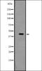TATA-Box Binding Protein Associated Factor 7 Like antibody, orb335215, Biorbyt, Western Blot image 