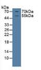 Nuclear Receptor Subfamily 3 Group C Member 1 antibody, LS-C700964, Lifespan Biosciences, Western Blot image 