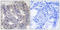 EPS8 Like 1 antibody, LS-C119167, Lifespan Biosciences, Immunohistochemistry paraffin image 