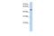 Pleckstrin Homology Like Domain Family A Member 1 antibody, GTX45377, GeneTex, Western Blot image 