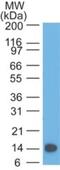 Thymic Stromal Lymphopoietin antibody, NBP2-27323, Novus Biologicals, Western Blot image 