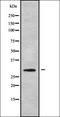 MAF1 Homolog, Negative Regulator Of RNA Polymerase III antibody, orb337875, Biorbyt, Western Blot image 