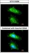 MX Dynamin Like GTPase 1 antibody, LS-C186144, Lifespan Biosciences, Immunocytochemistry image 