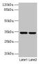 Mitochondrial Ribosomal Protein L19 antibody, CSB-PA014826EA01HU, Cusabio, Western Blot image 