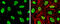 RAD21 Cohesin Complex Component antibody, GTX106012, GeneTex, Immunofluorescence image 
