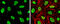 Double-strand-break repair protein rad21 homolog antibody, GTX106012, GeneTex, Immunofluorescence image 