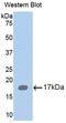 Retinoic acid receptor responder protein 2 antibody, LS-B13333, Lifespan Biosciences, Western Blot image 