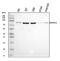 BRCA1 Associated RING Domain 1 antibody, A01646-2, Boster Biological Technology, Western Blot image 
