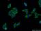 Aldehyde Dehydrogenase 1 Family Member A3 antibody, 25167-1-AP, Proteintech Group, Immunofluorescence image 