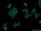 Aldehyde dehydrogenase family 1 member A3 antibody, 25167-1-AP, Proteintech Group, Immunofluorescence image 