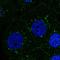 Presenilin 1 antibody, HPA067496, Atlas Antibodies, Immunocytochemistry image 