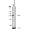 Bleomycin Hydrolase antibody, MAB6200, R&D Systems, Western Blot image 