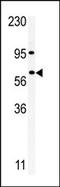 RIO Kinase 1 antibody, AP13876PU-N, Origene, Western Blot image 