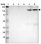 Inter-Alpha-Trypsin Inhibitor Heavy Chain 4 antibody, PA5-52031, Invitrogen Antibodies, Western Blot image 