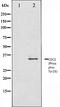 Cyclin Dependent Kinase 1 antibody, orb106004, Biorbyt, Western Blot image 