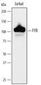 FYN Binding Protein 1 antibody, AF3857, R&D Systems, Western Blot image 