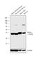 Delta 4-Desaturase, Sphingolipid 1 antibody, PA5-42741, Invitrogen Antibodies, Western Blot image 