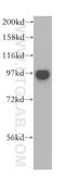 VPS53 Subunit Of GARP Complex antibody, 12824-1-AP, Proteintech Group, Western Blot image 