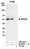 Ras Related GTP Binding D antibody, A304-301A, Bethyl Labs, Immunoprecipitation image 
