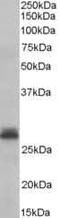 Tafazzin antibody, PA5-18430, Invitrogen Antibodies, Western Blot image 