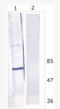 HCV NS5B RdRp antibody, AM26122PU-N, Origene, Western Blot image 