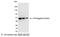 V5 epitope tag antibody, 18870P, QED Bioscience, Western Blot image 