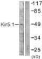 Inward rectifier potassium channel 16 antibody, PA5-38650, Invitrogen Antibodies, Western Blot image 