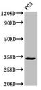 Neuron-specific antigen HPC-1 antibody, LS-C671193, Lifespan Biosciences, Western Blot image 