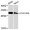 Coiled-Coil-Helix-Coiled-Coil-Helix Domain Containing 6 antibody, STJ114777, St John