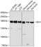 Early Endosome Antigen 1 antibody, 13-213, ProSci, Western Blot image 