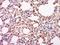 Caspase 3 p12 subunit antibody, orb5761, Biorbyt, Immunohistochemistry paraffin image 