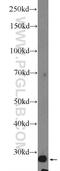 Chloride Intracellular Channel 4 antibody, 12298-2-AP, Proteintech Group, Western Blot image 
