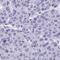 Zinc Finger And SCAN Domain Containing 25 antibody, HPA055127, Atlas Antibodies, Immunohistochemistry frozen image 