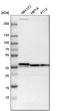 Emerin antibody, HPA000609, Atlas Antibodies, Western Blot image 