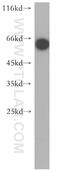 HB6 antibody, 13021-1-AP, Proteintech Group, Western Blot image 